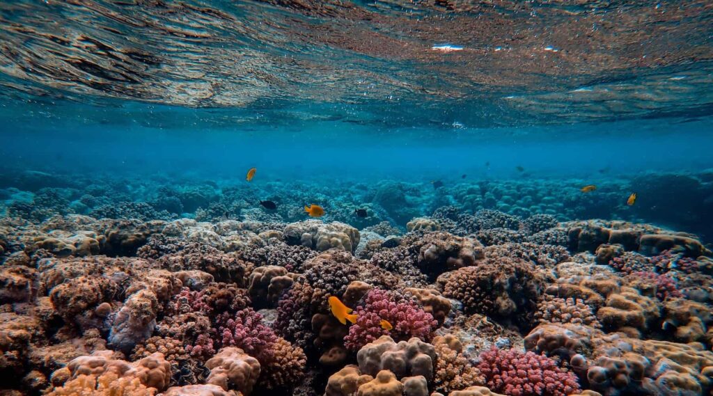 marine-conservation-photography-mozambique