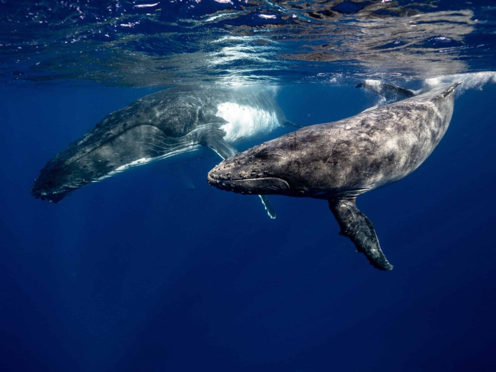 Two wales underwater