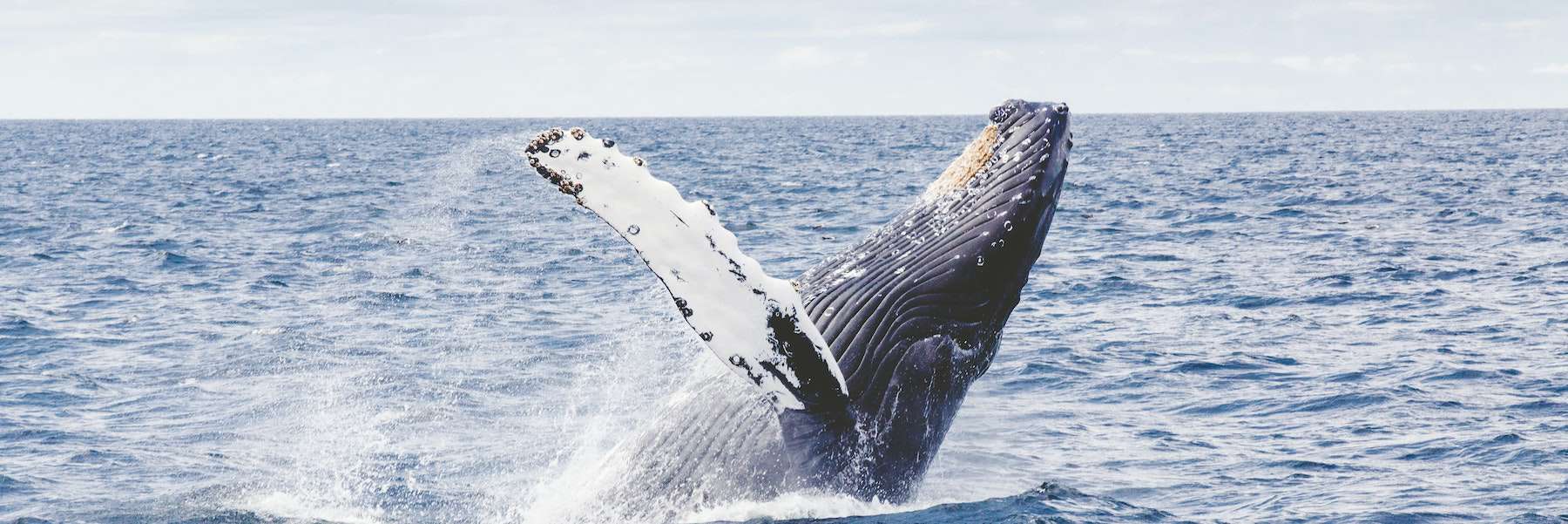 marine-conservation-photography-mozambique