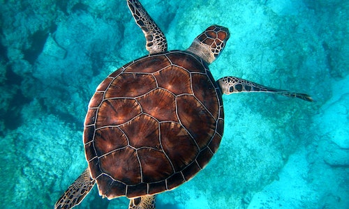 5 Reasons To Join Our Marine Photography Project in Mozambique