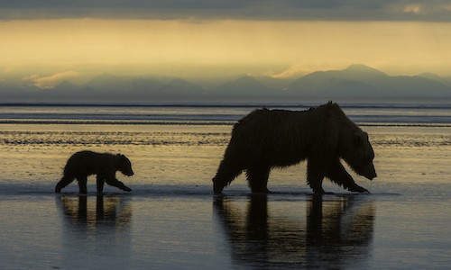 Conservation Photography and Climate Change