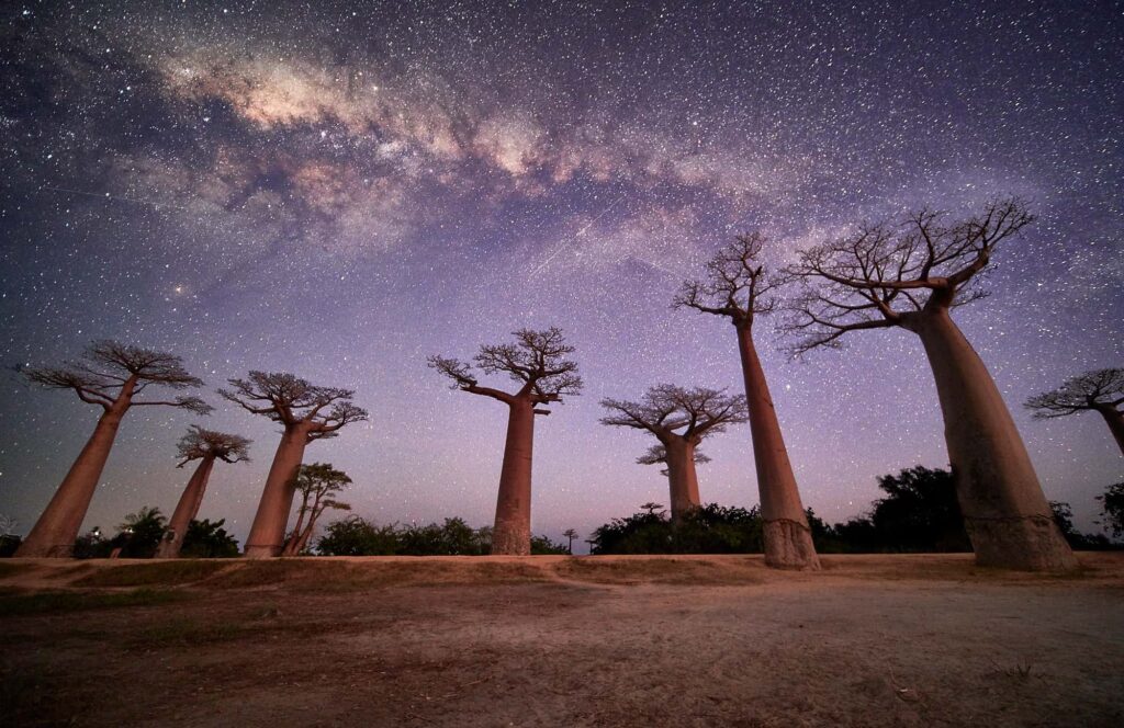 Allee of Baobab under the night sky