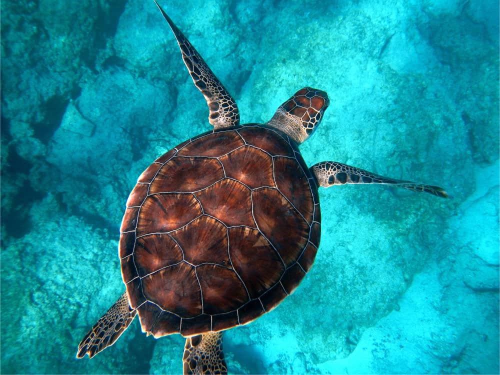 A turtle in the ocean