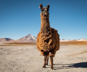 Bolivia and Chile photo tour