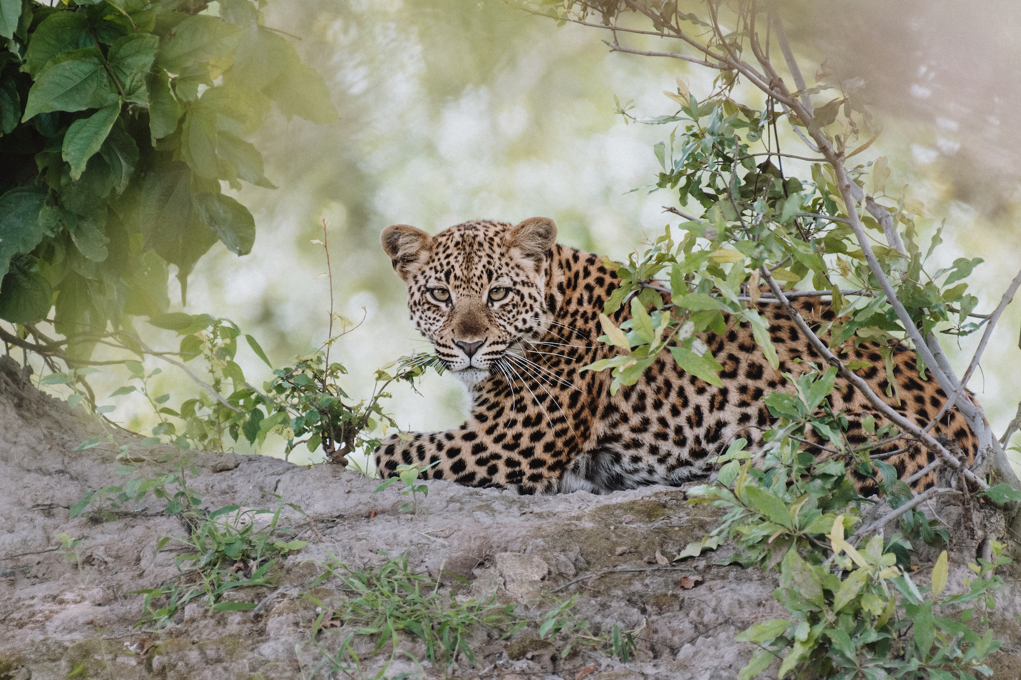 wildlife photography program Victoria Falls