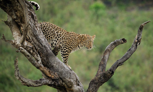 Tanzania photo safari