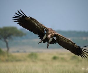 Tanzania photo safari