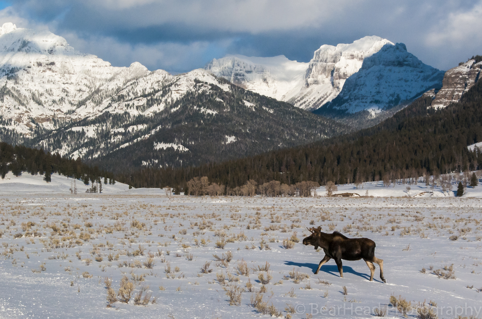 Elk walking in Yellowstone