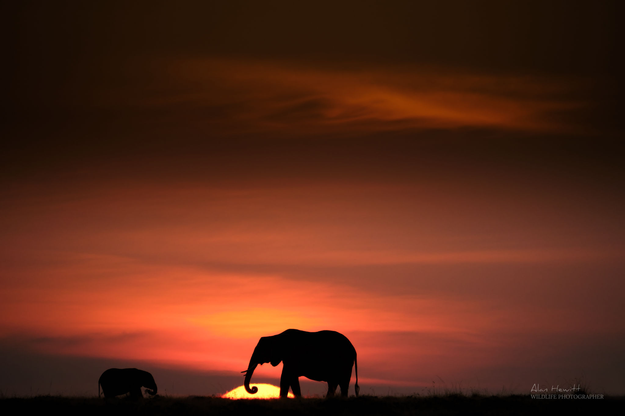 a silhouette photo of a walking elephant with a sunset background