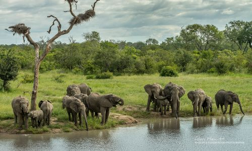 a group of elephants together by the river