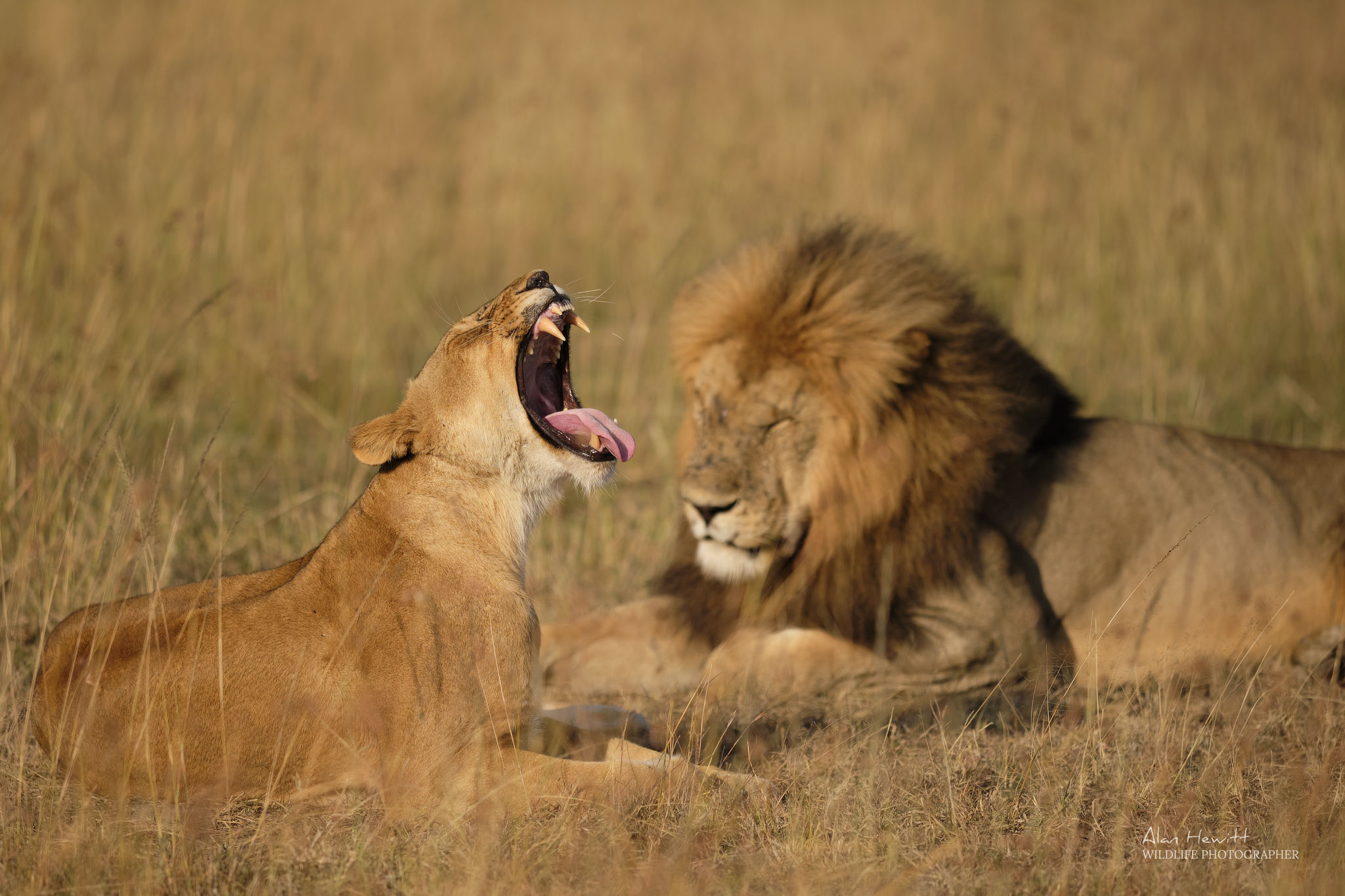 a yawning lion and another lion lying down on the grass