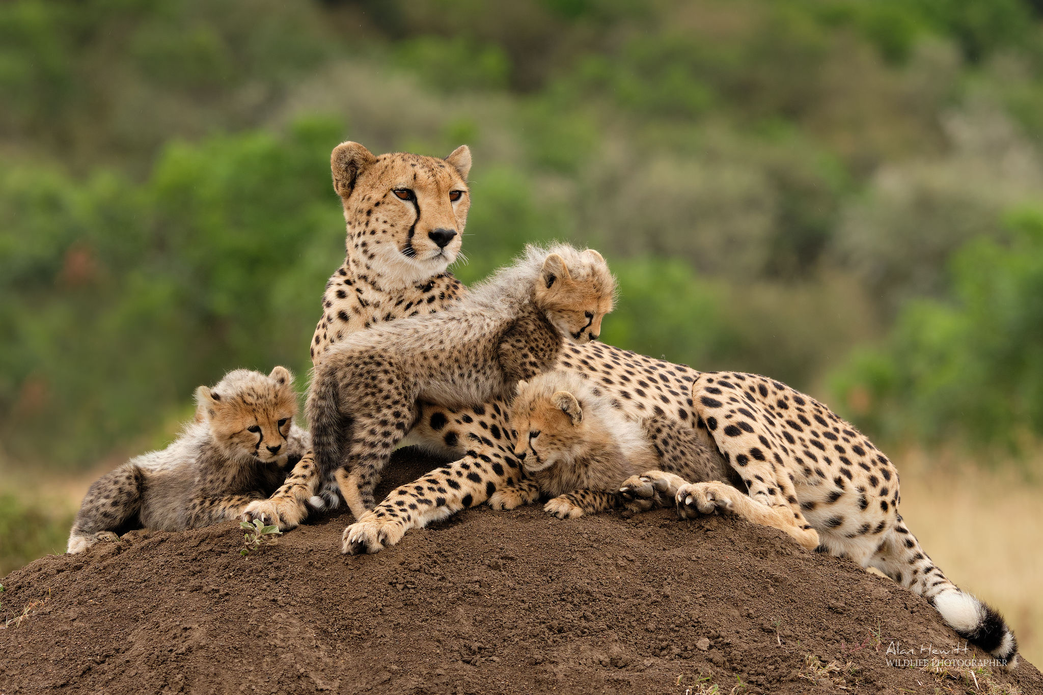 a mother and baby cheetahs sitting on top of the soil