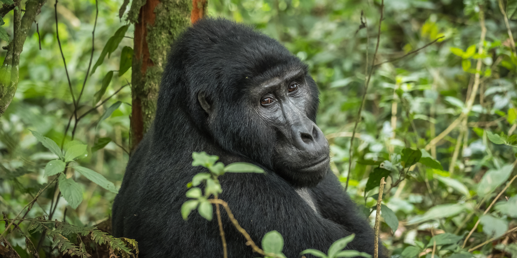 a photo of a sitting black gorilla