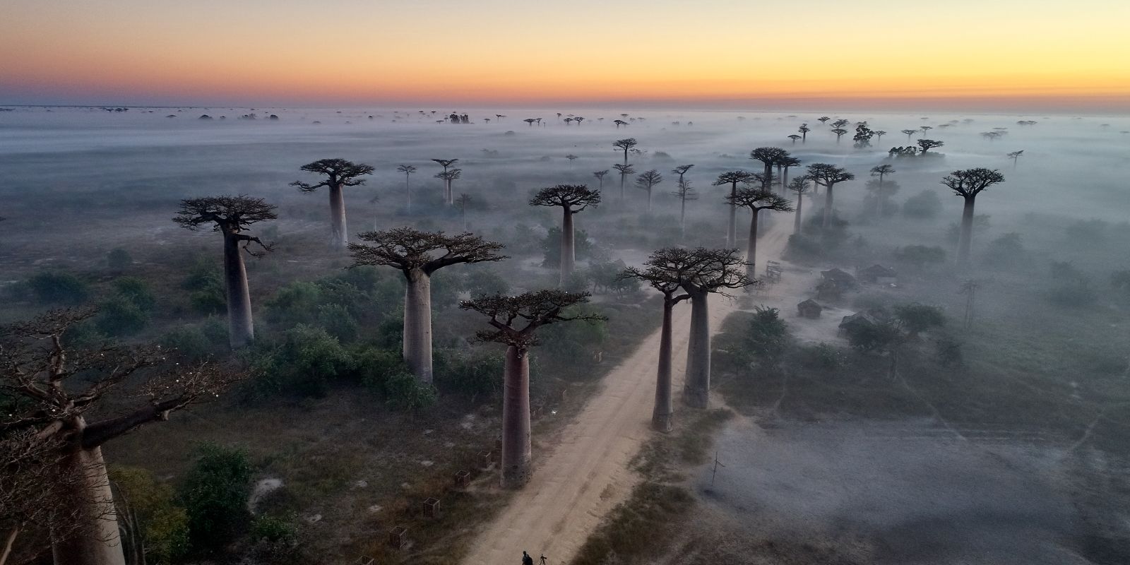 aerial view of the baobab trees in Madagascar