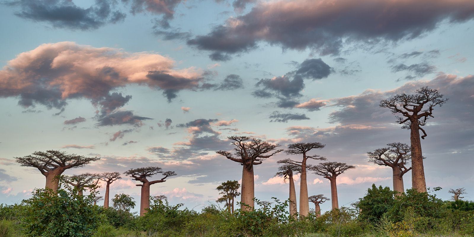 a group of baobab trees in the forest