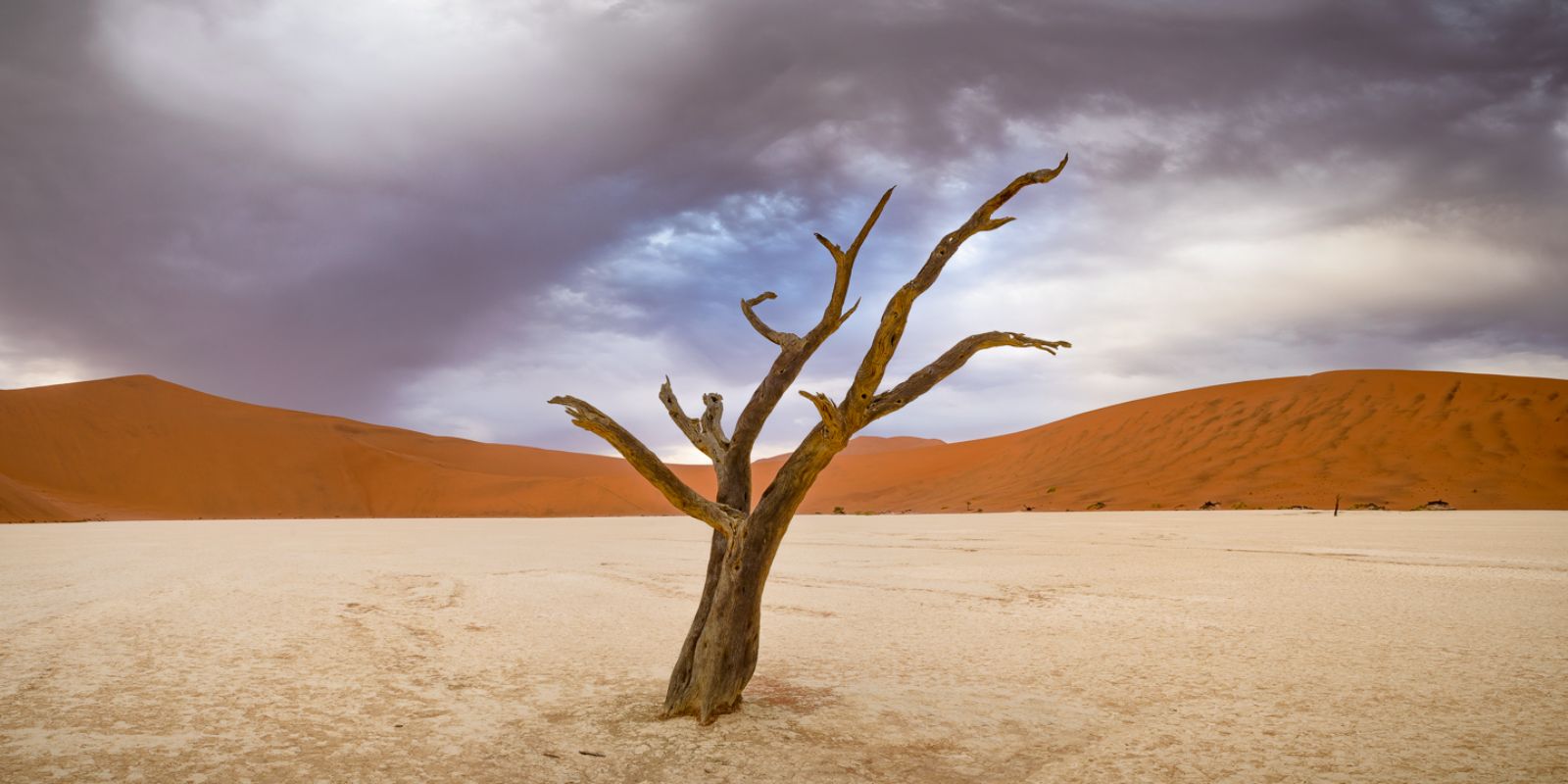 a lone tree stands in the middle of a desert