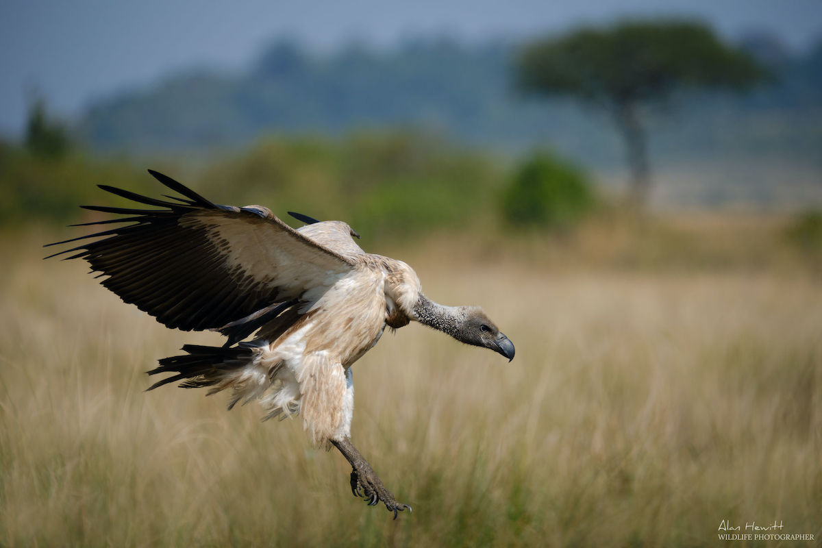 wildlife photography tips