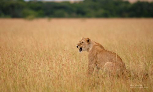 5 Wildlife Photography Tips by Alan Hewitt