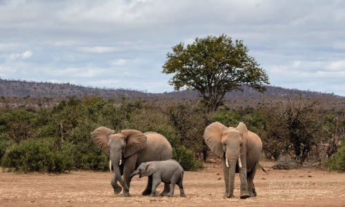 a group of elephants walking in a dirt field