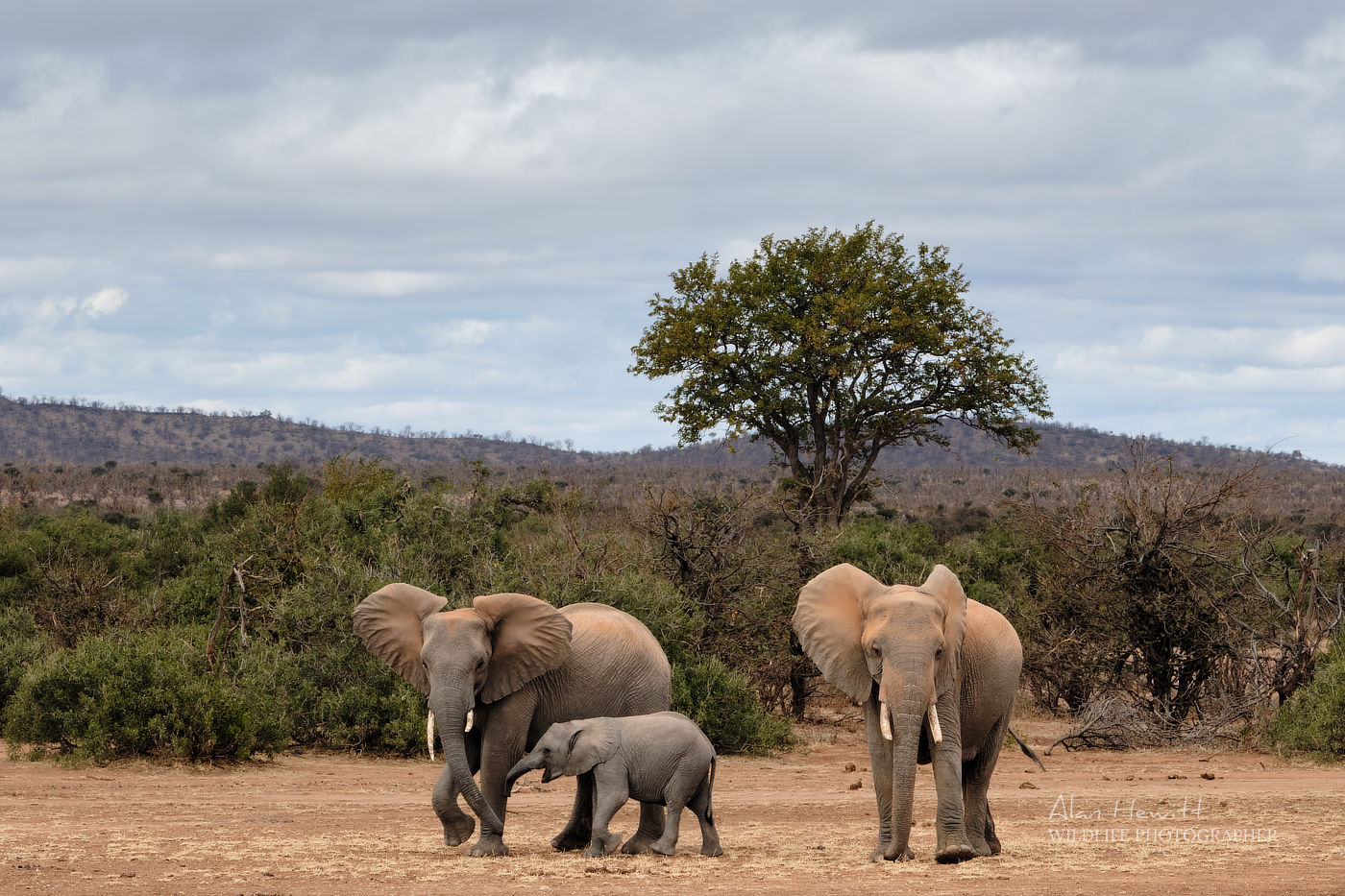 elephants in botswana