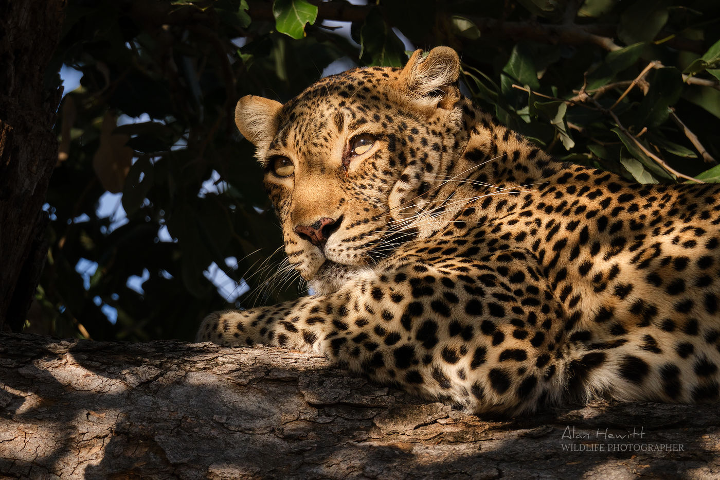 leopard in Botswana