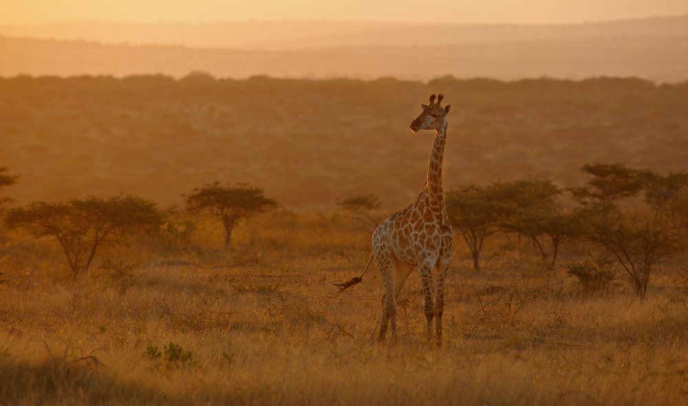 a giraffe standing in a middle of the field