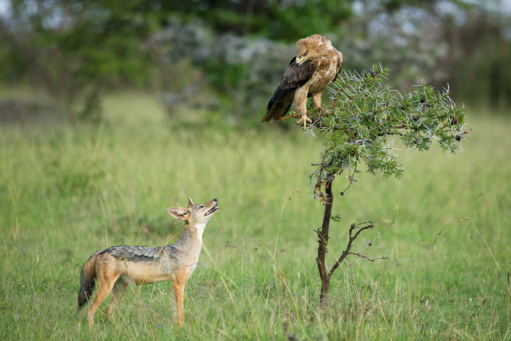 a dog facing a bird that is standing on a small tree