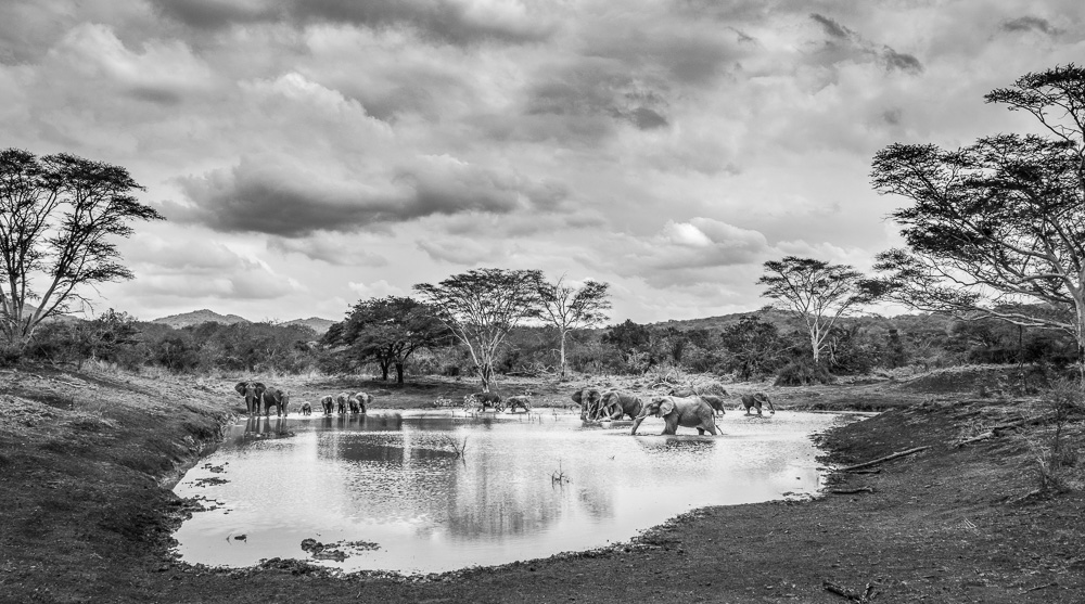 A black and white photo of elephants drinking from a pond