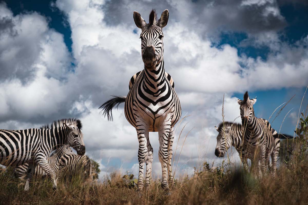 a group of zebras standing in a field under a cloudy sky