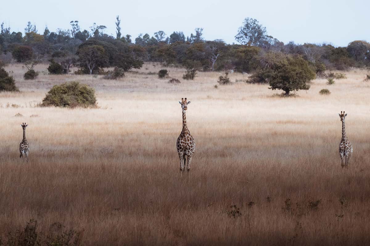 3 giraffes standing in the middle of a field