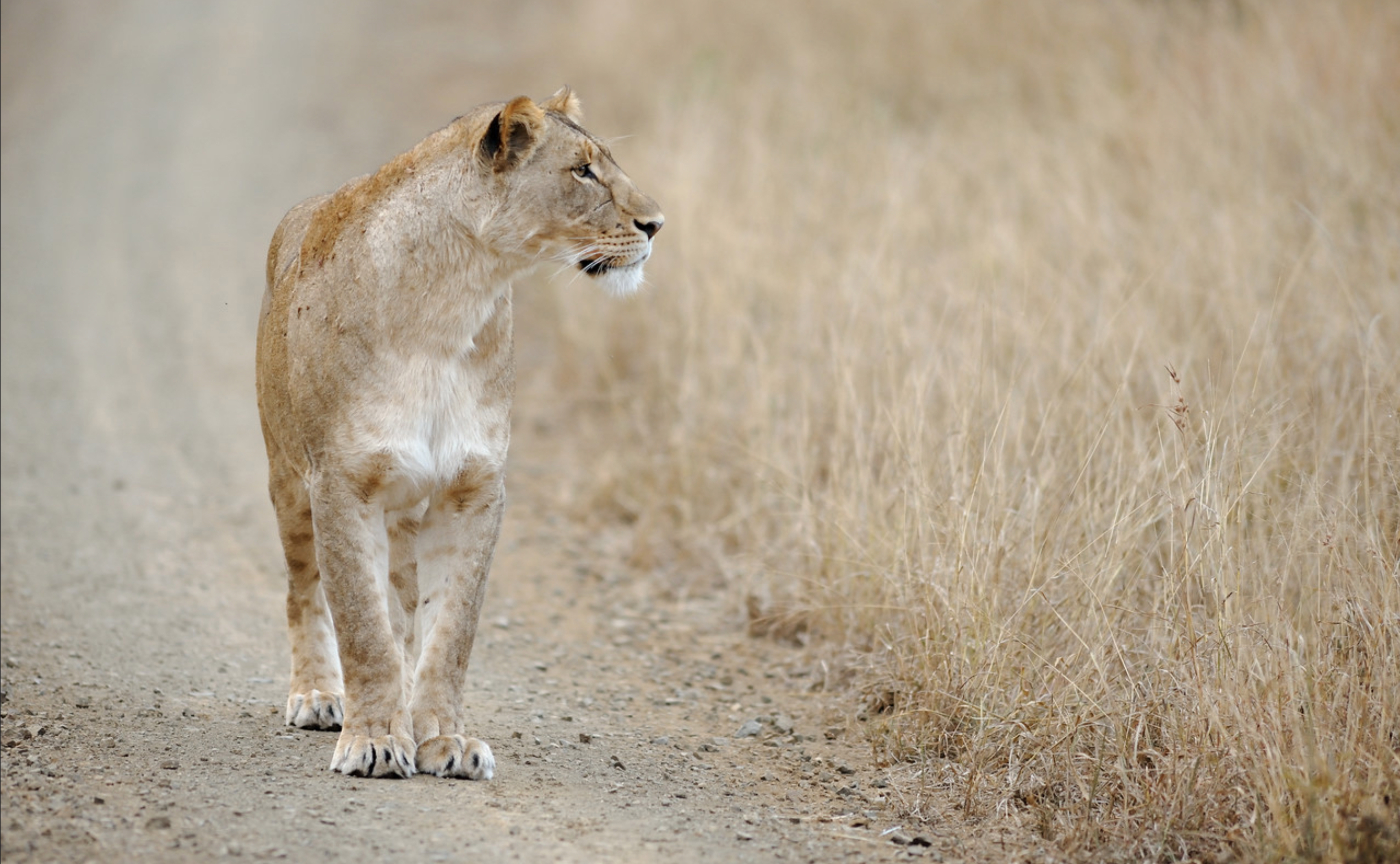 A lion walking down a dirt road