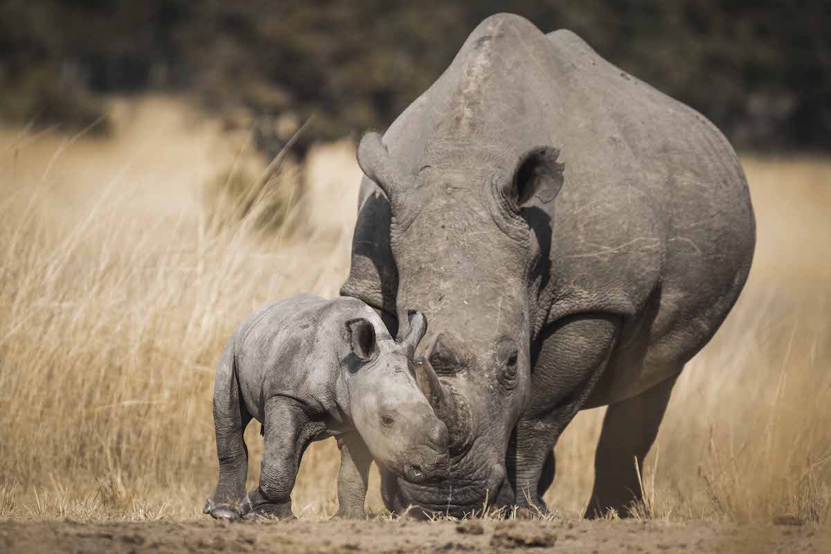A mother and a baby rhino in a dry field
