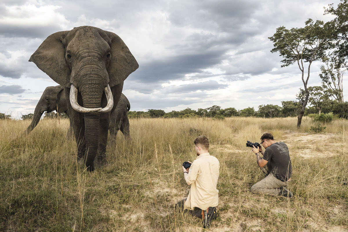 Two men are taking pictures of an elephant in the wild