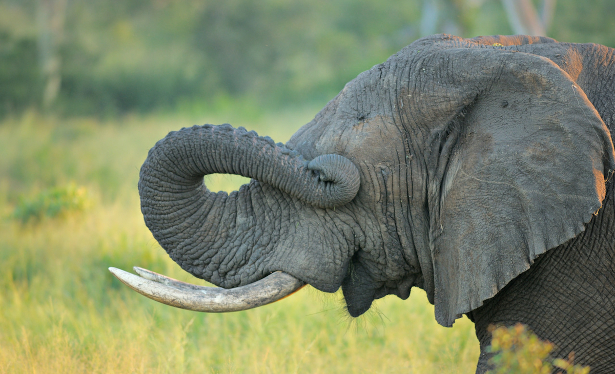 An elephant with tusks