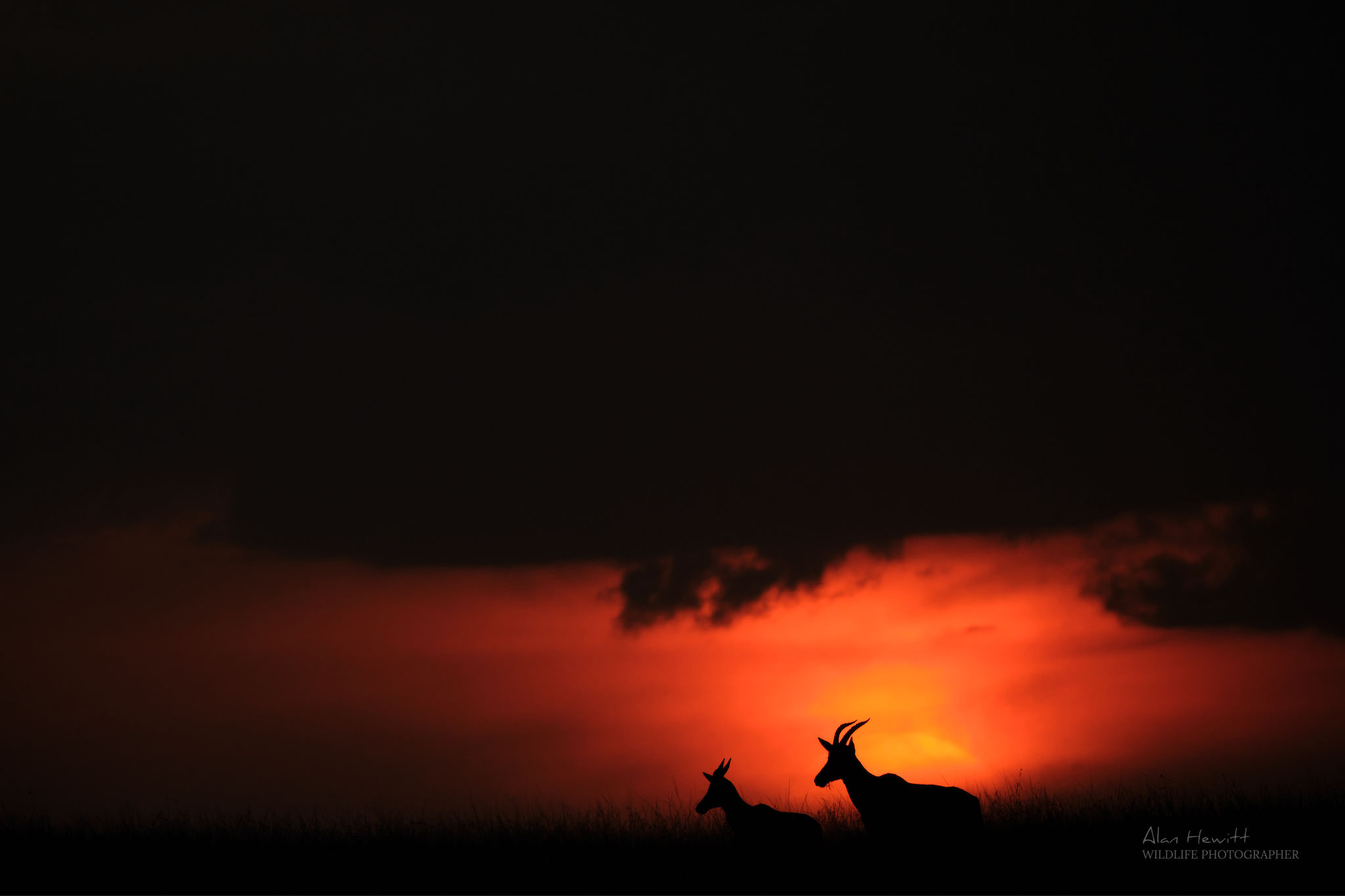 a silhouette photo of two antelopes standing in a field at sunset