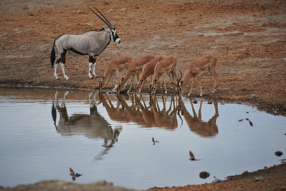 a herd of antelopes drinking from a water hole