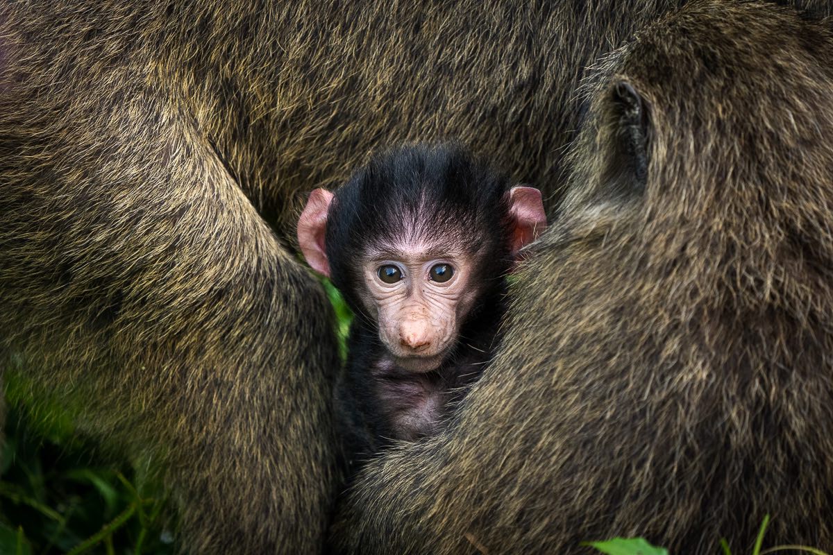 a baboon baby carried by its mom