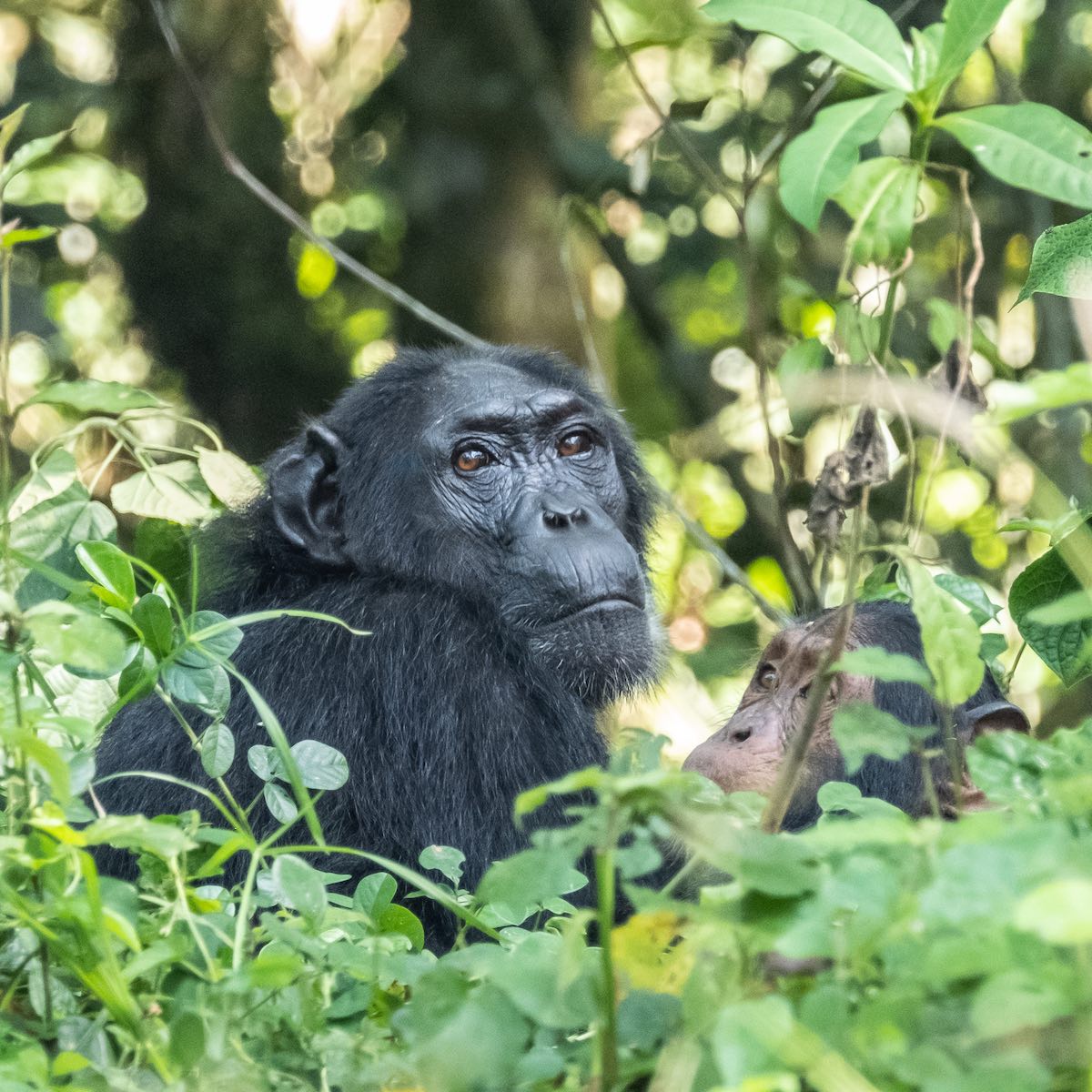 two chimpanzees behind the plants