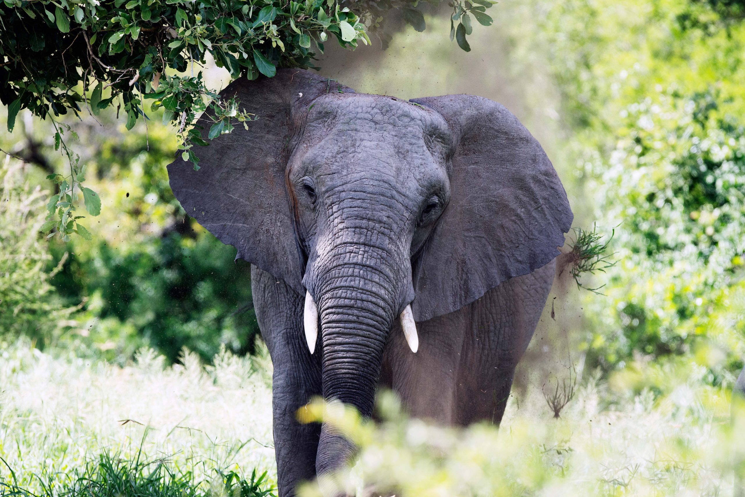 a big elephant standing under the tree