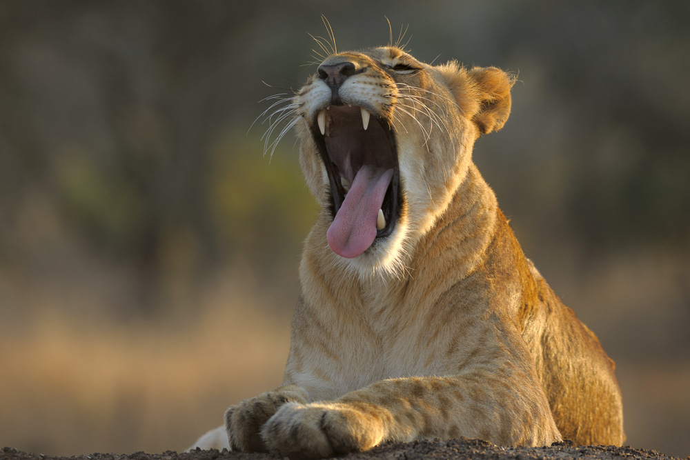 a yawning lion