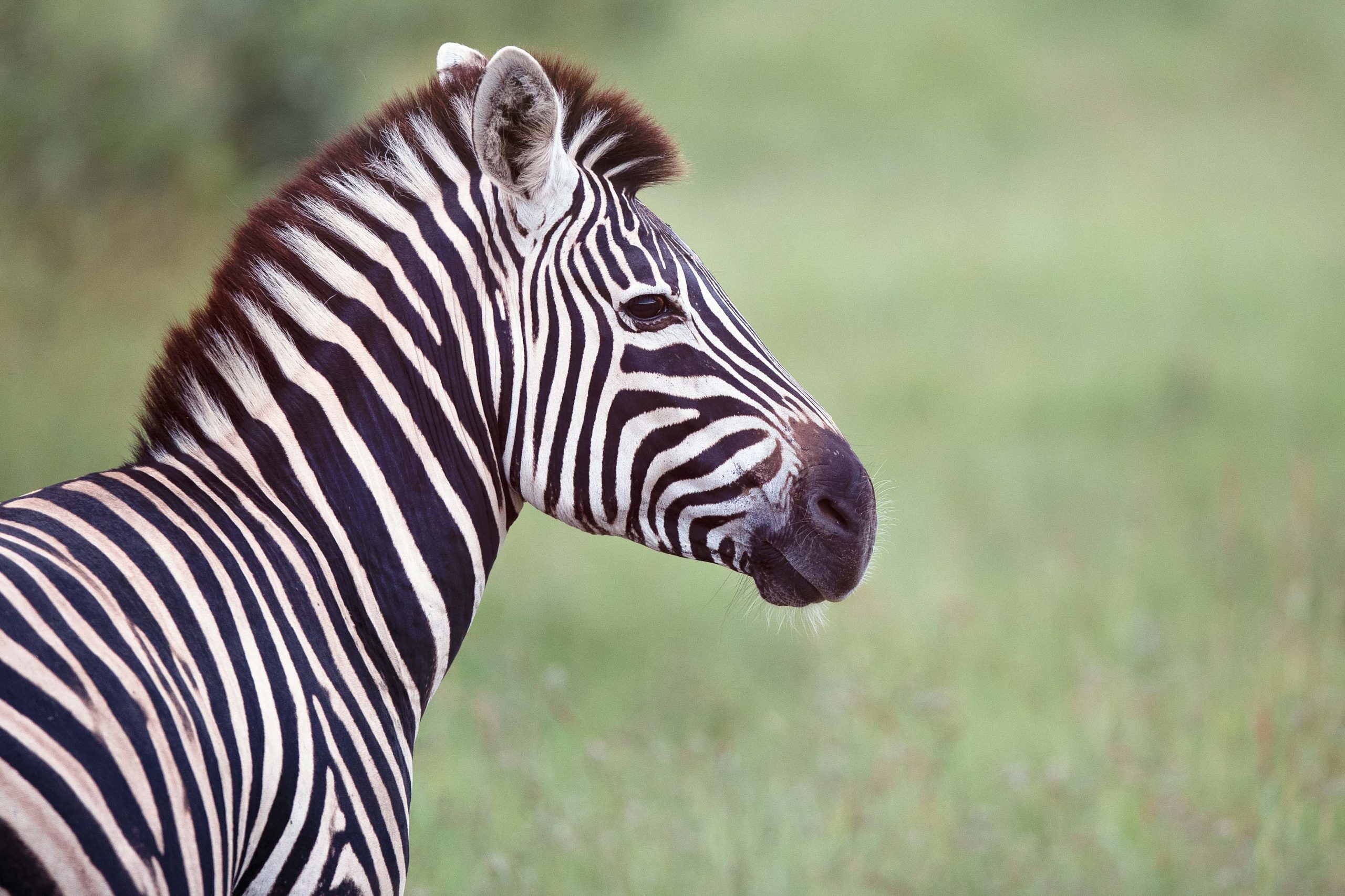 a side view photo of a zebra