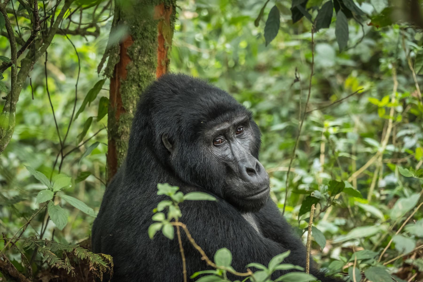 a gorilla sitting under the tree