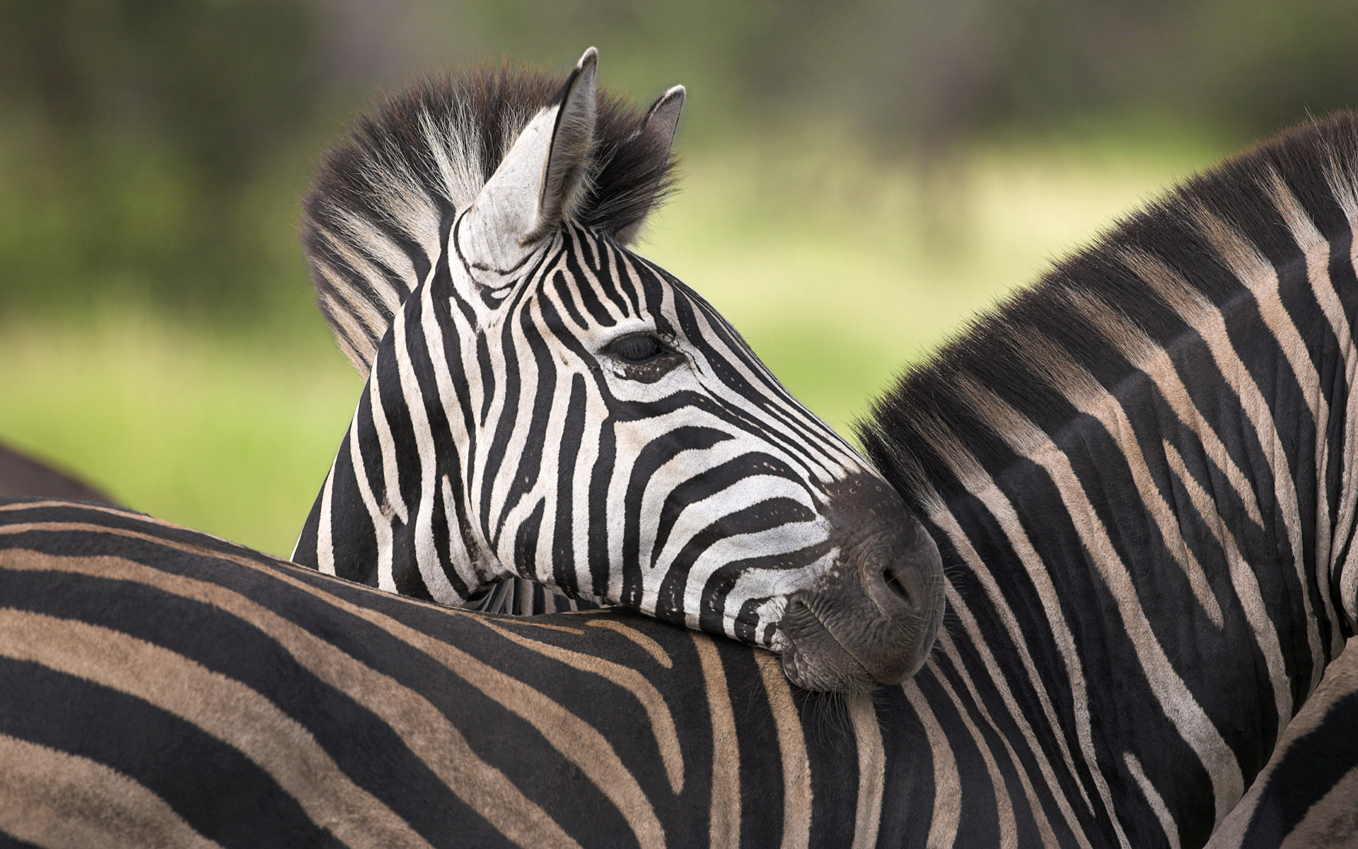 Zebra resting its head over another zebra