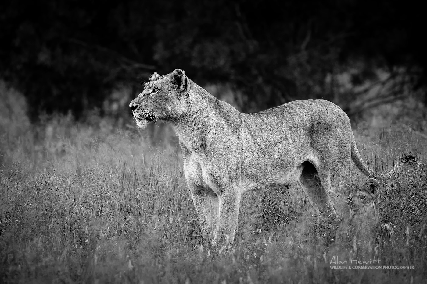 Lioness and cub in black and white