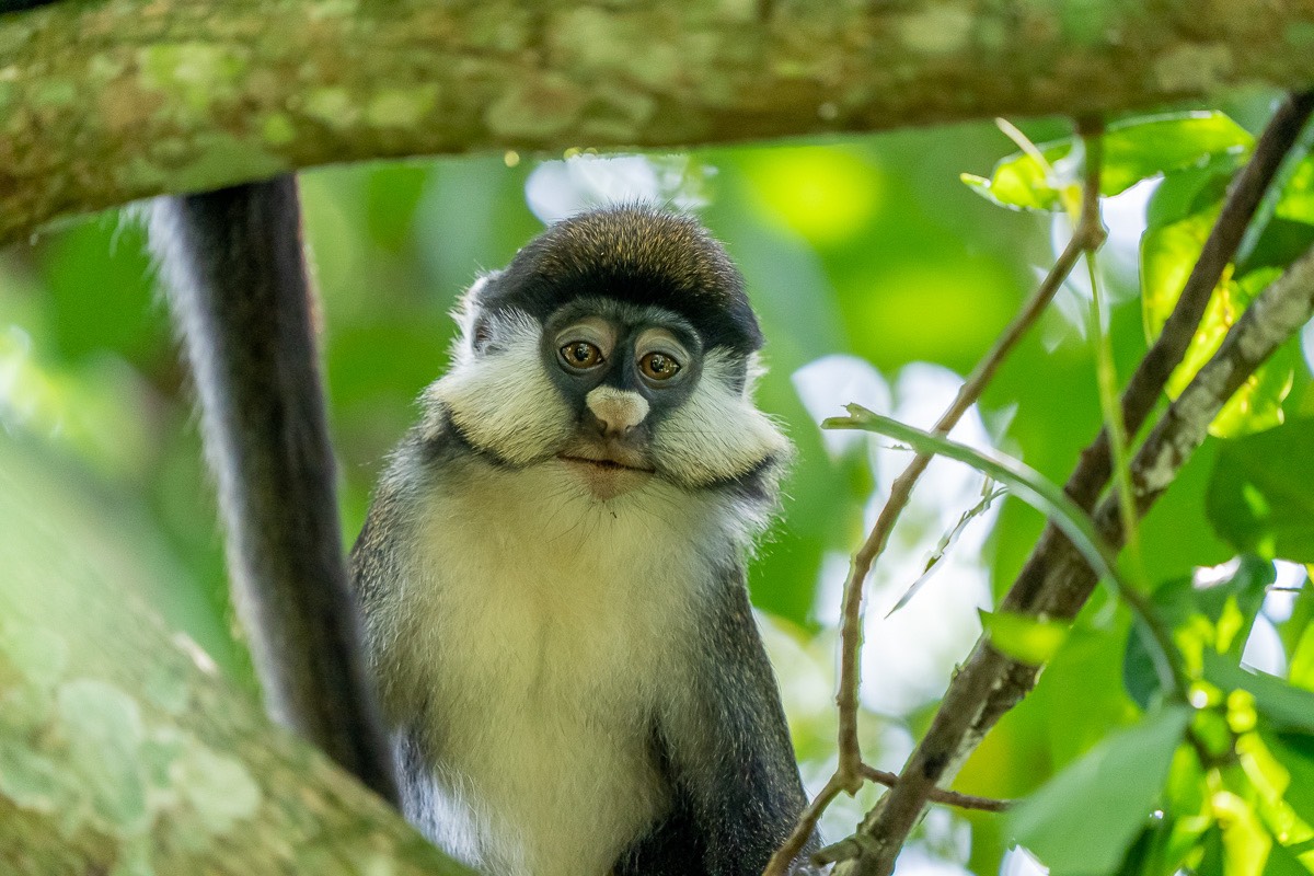 a funny looking monkey with white facial hair