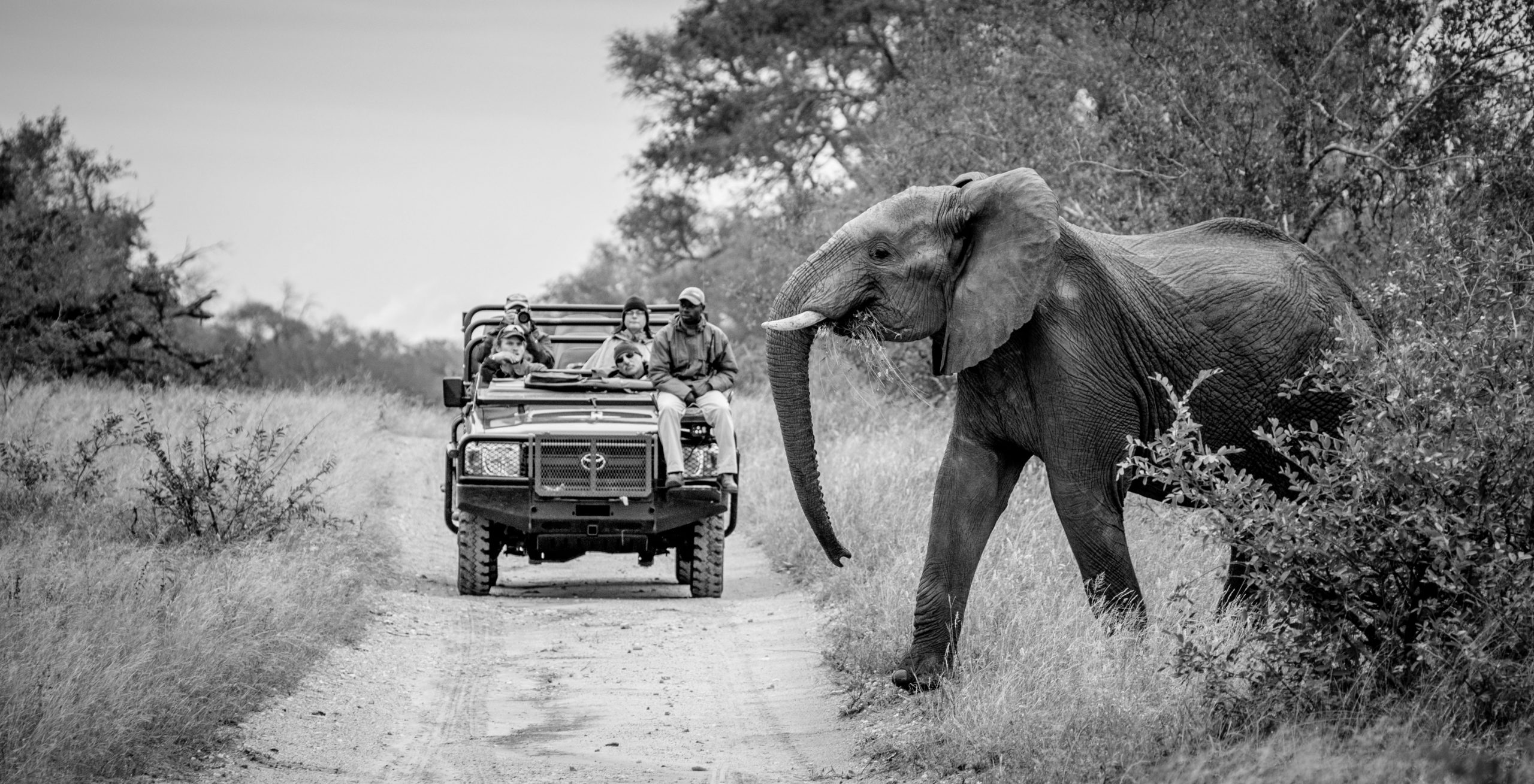 Elephant passing by a wildlife photo tour
