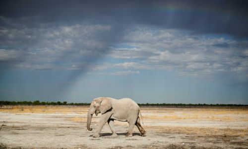 an elephant walking in the desert under a rainbow
