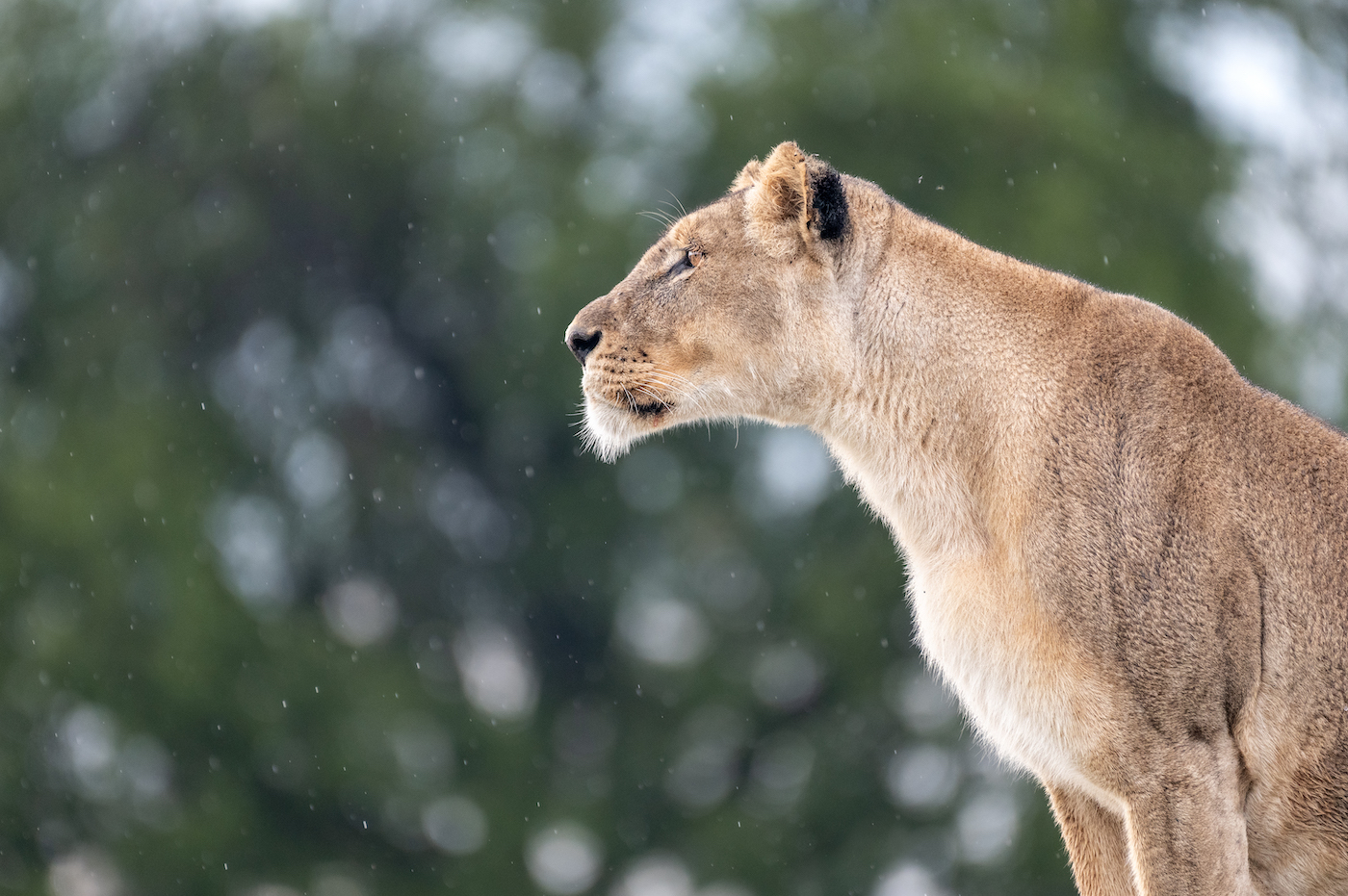 lion image in Victoria Falls