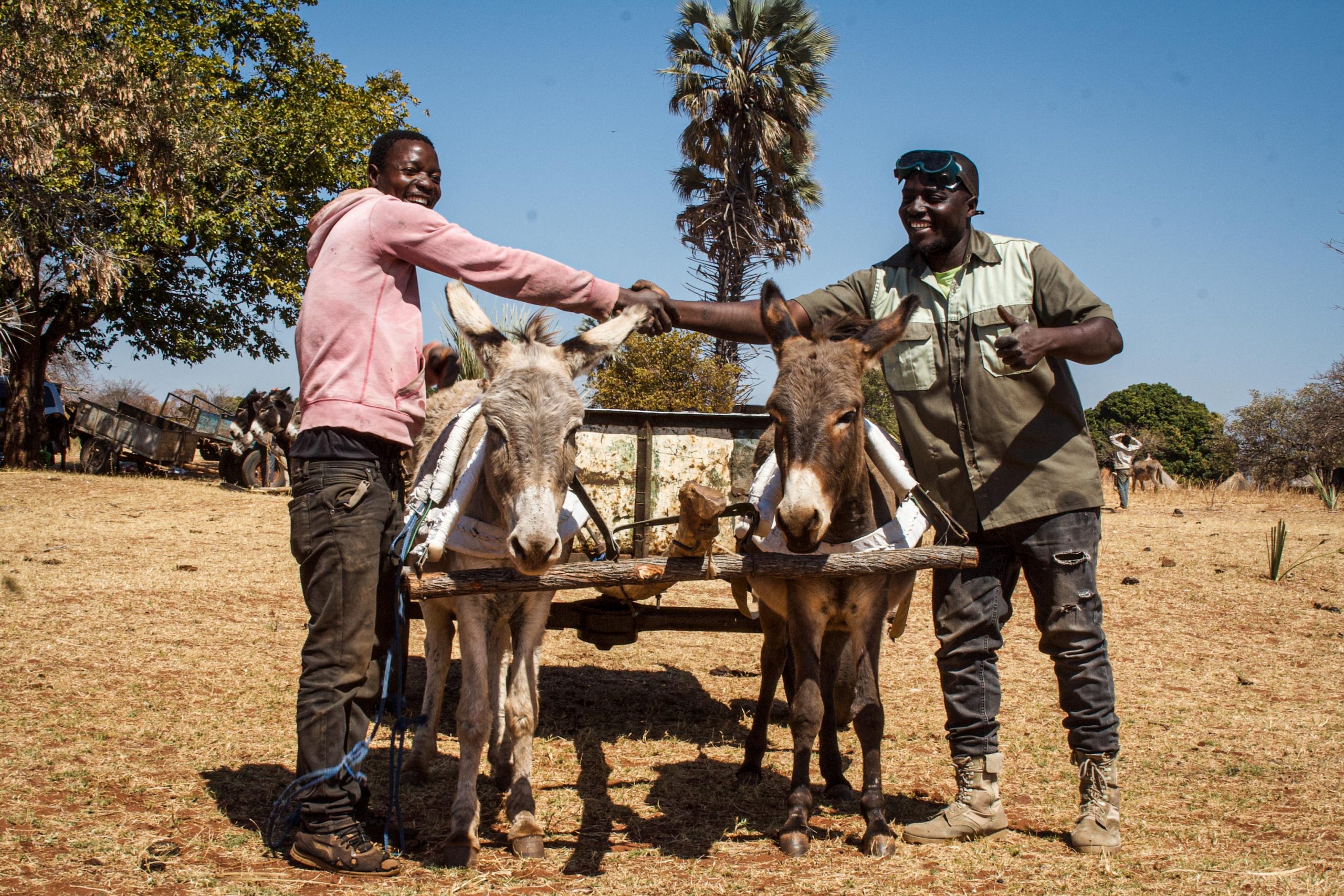 volunteers with donkeys