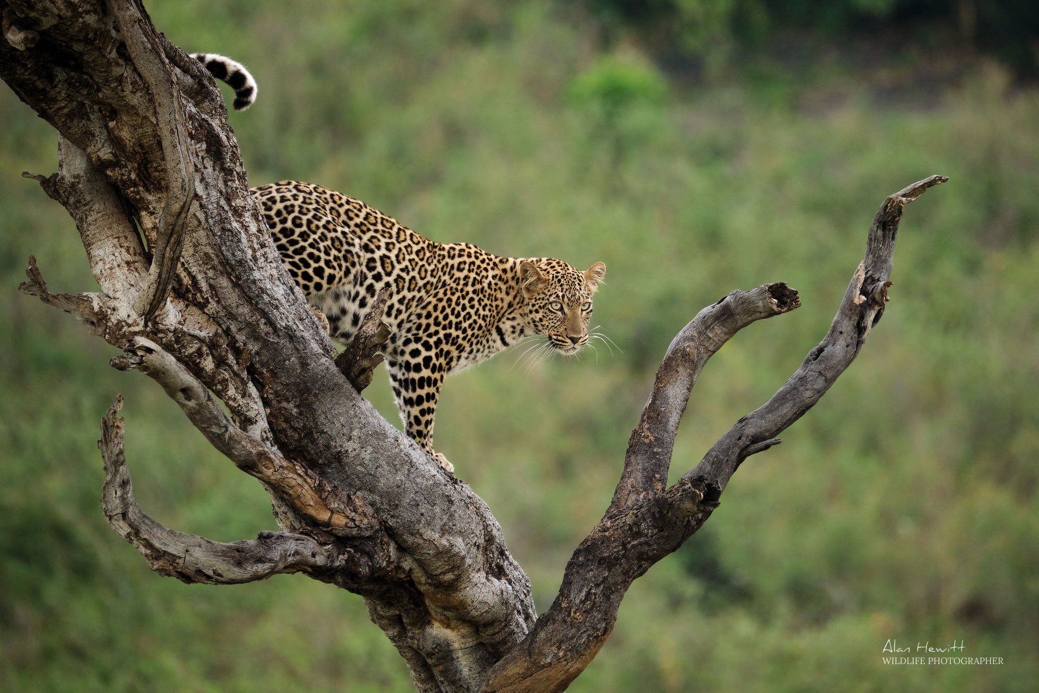 leopard walking on a tree trunk